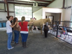 equine therapy workshop