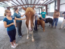 equine therapy workshop
